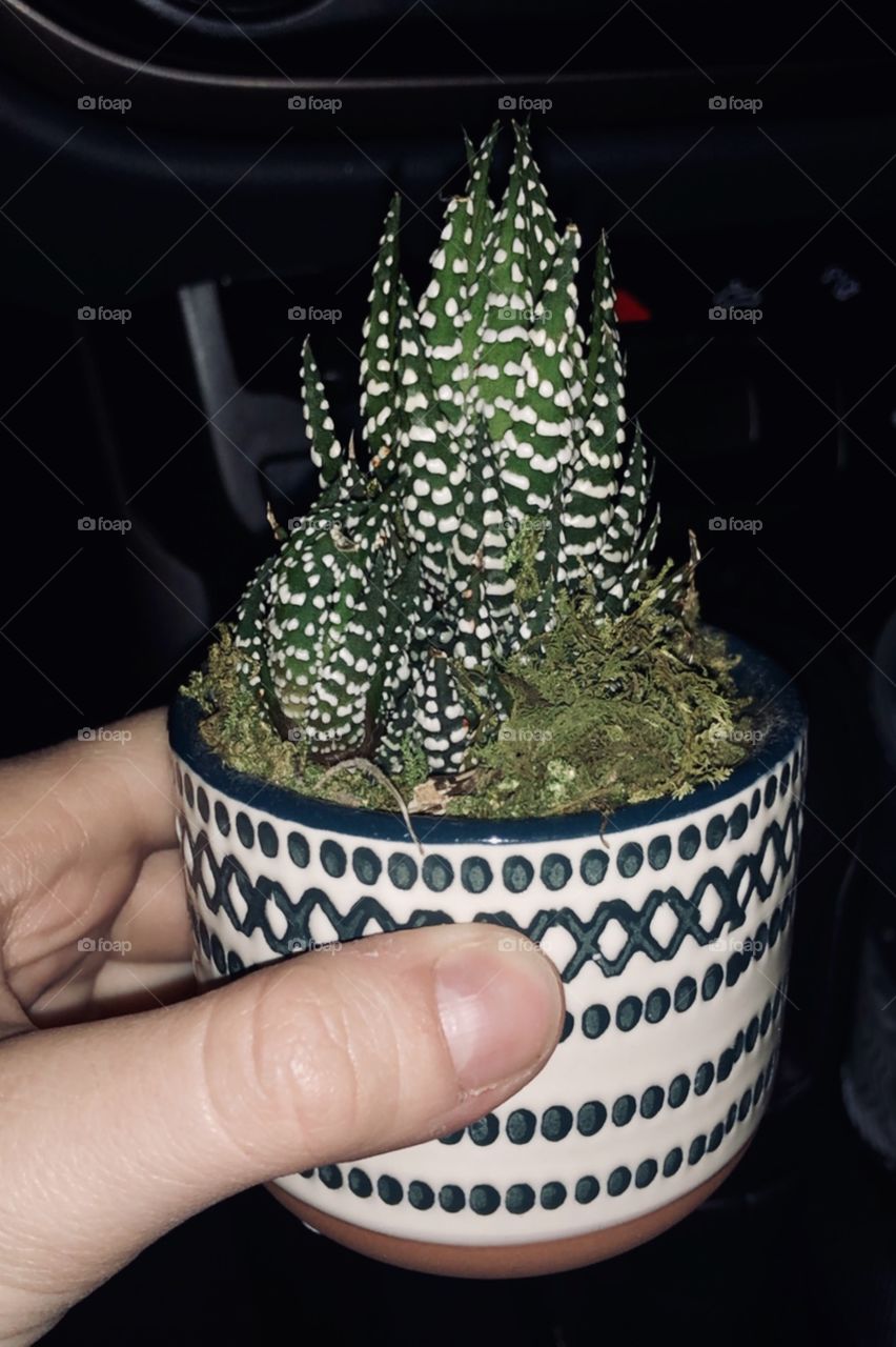 Cute little succulent named Fez chilling in his speckled pretty pot. 