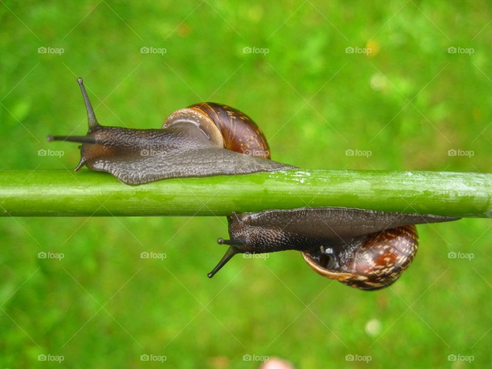 Two snails crawling on twig
