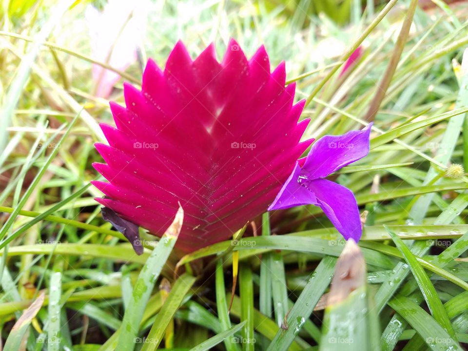 Exotic flowers