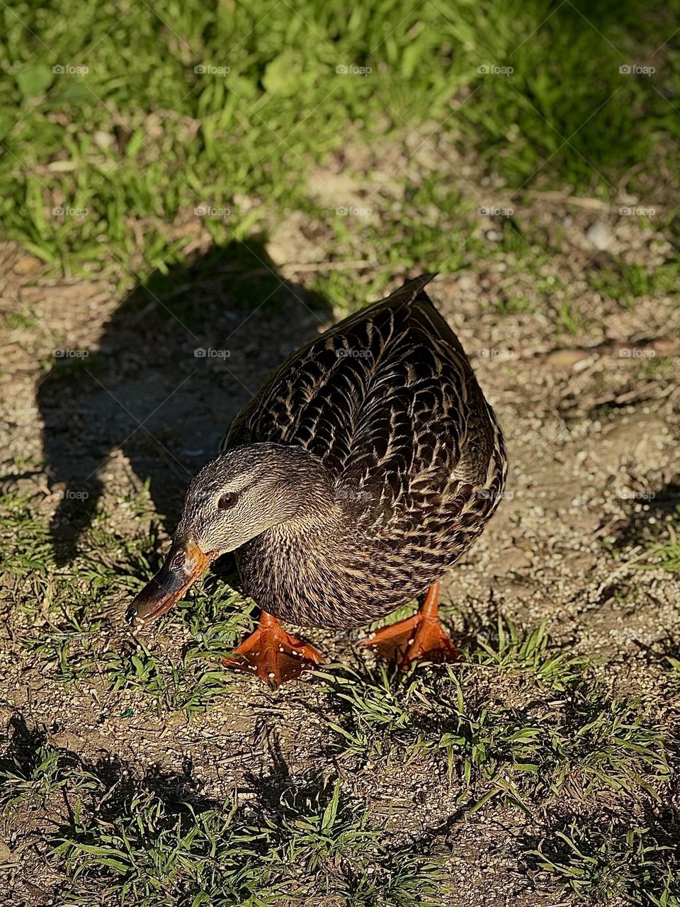 Female Mallard Duck