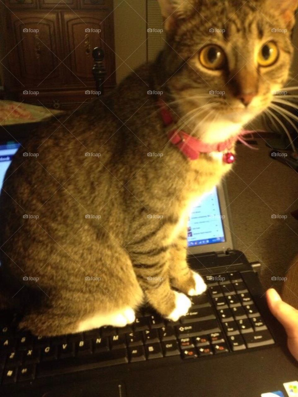 Keyboard Kitty