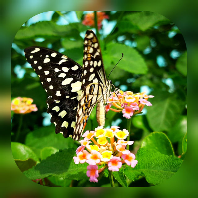 Colours of Nature