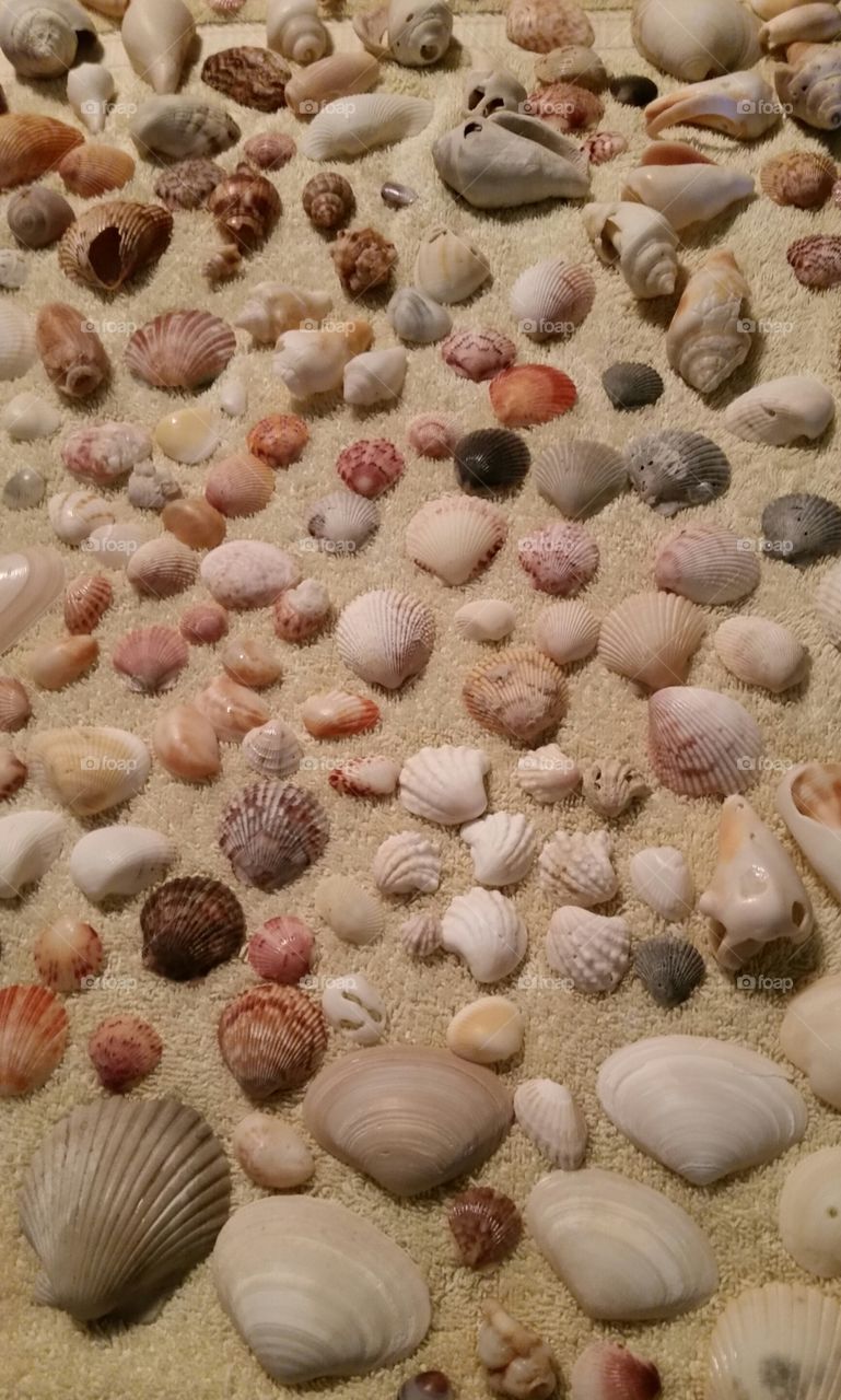 Seashells from Gulf of Mexico