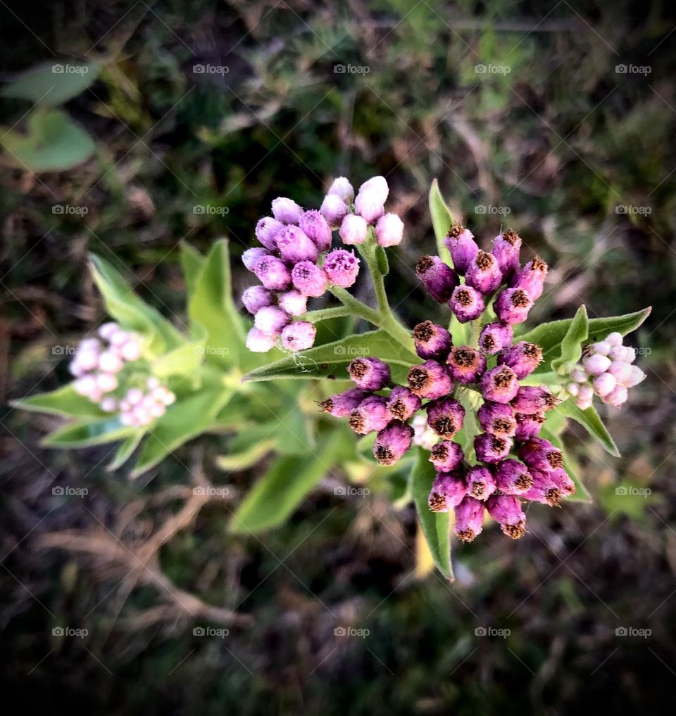 Closeup of tiny lavender colored flowers, against the stark and thirsty background 💜