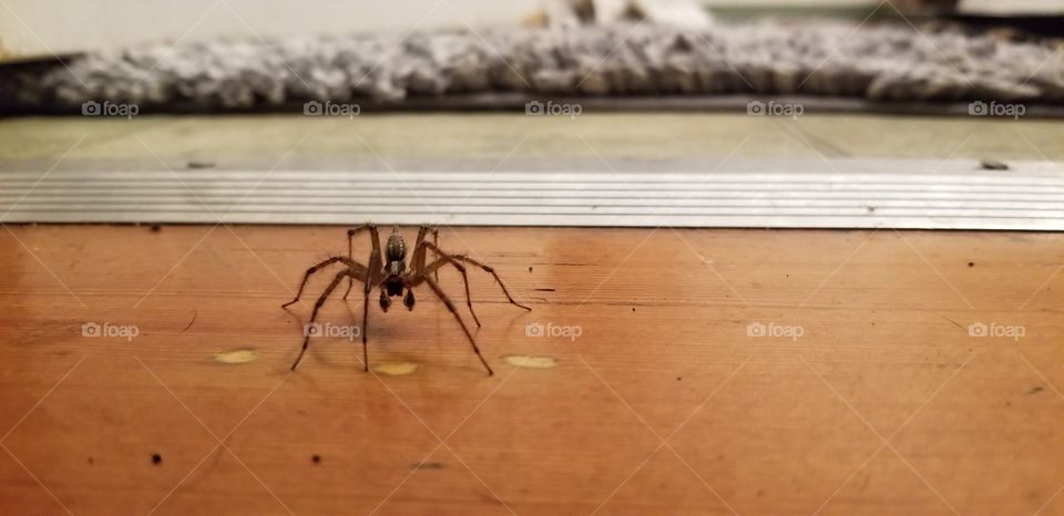 house spider crossing the threshold