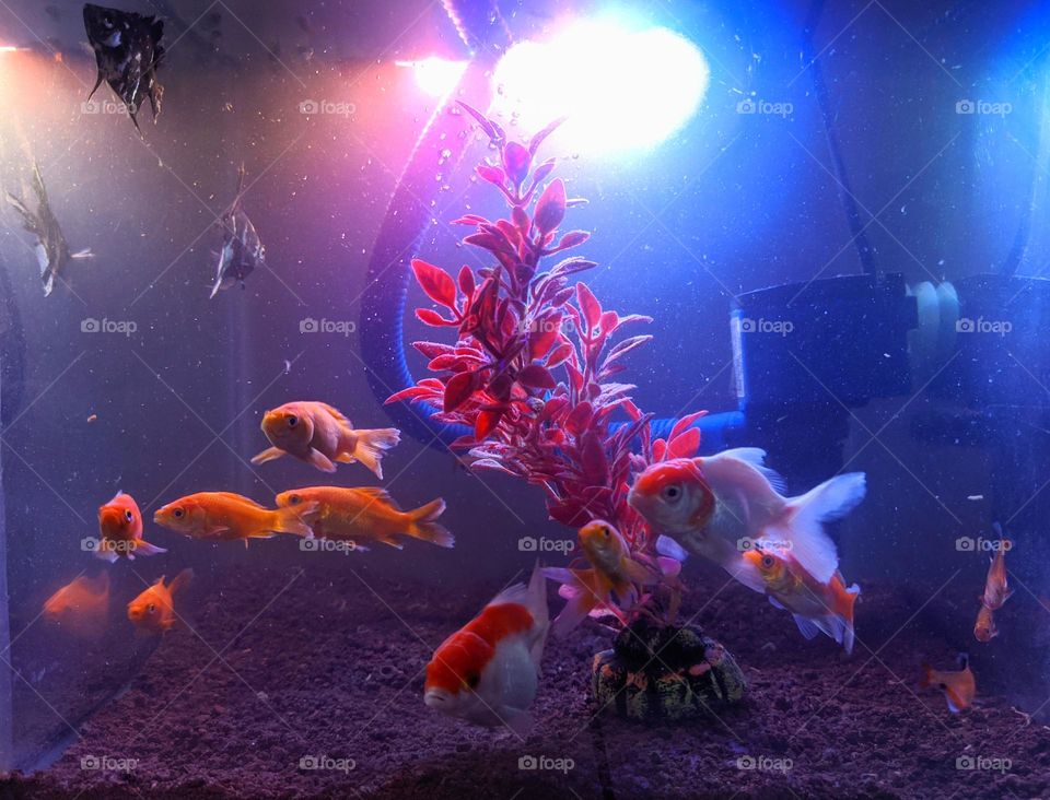 fish in the aquarium. This photo was taken using a cellphone