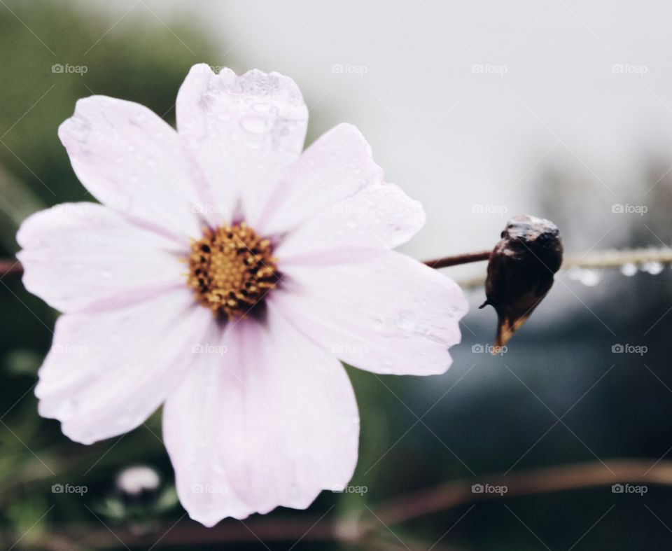 No Person, Flower, Nature, Outdoors, Petal
