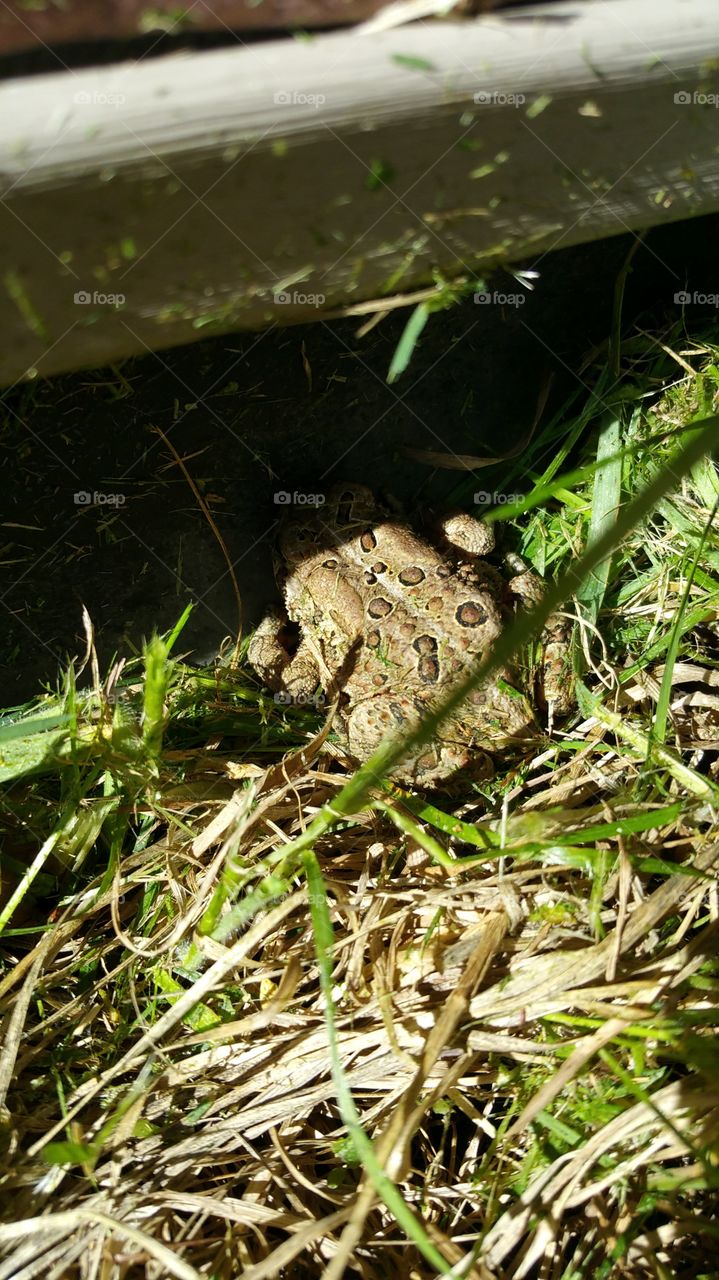 toad shade. found this little guy while mowing lawn
