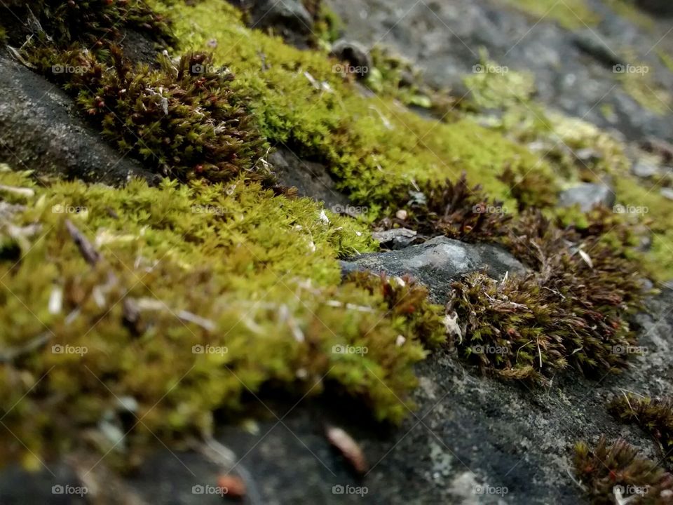 Green lush moss on stone