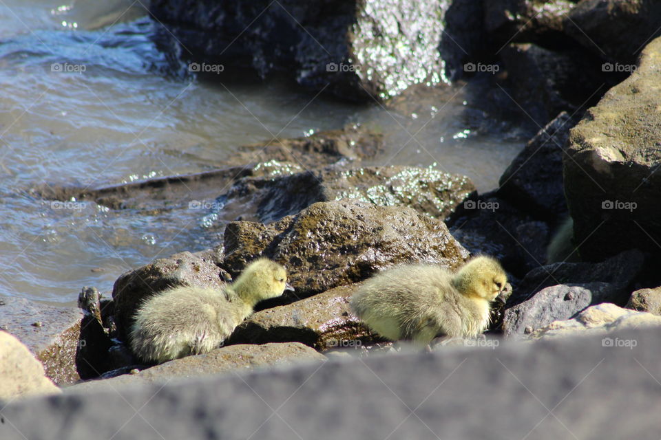 Two goslings pick their way along the shore of Hudson River on bright May Day 