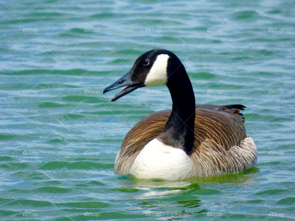 Cute goose in the park 