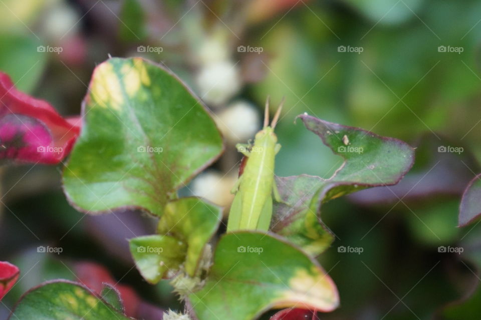 Grasshoper Locus