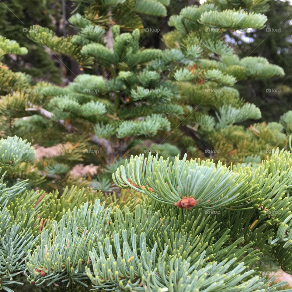 Evergreen, Pine, Tree, Needle, Winter