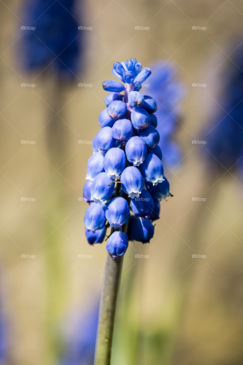 Hyacinth