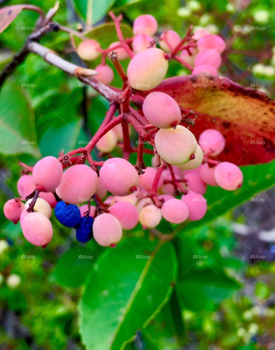 Wild raisin berries. Not ripe yet