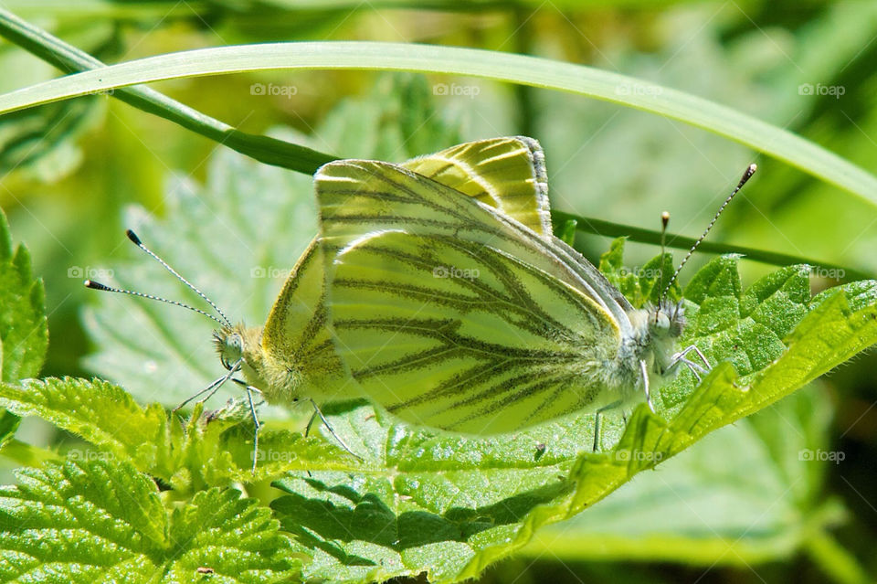 Two yellow butterflies sit on one leave