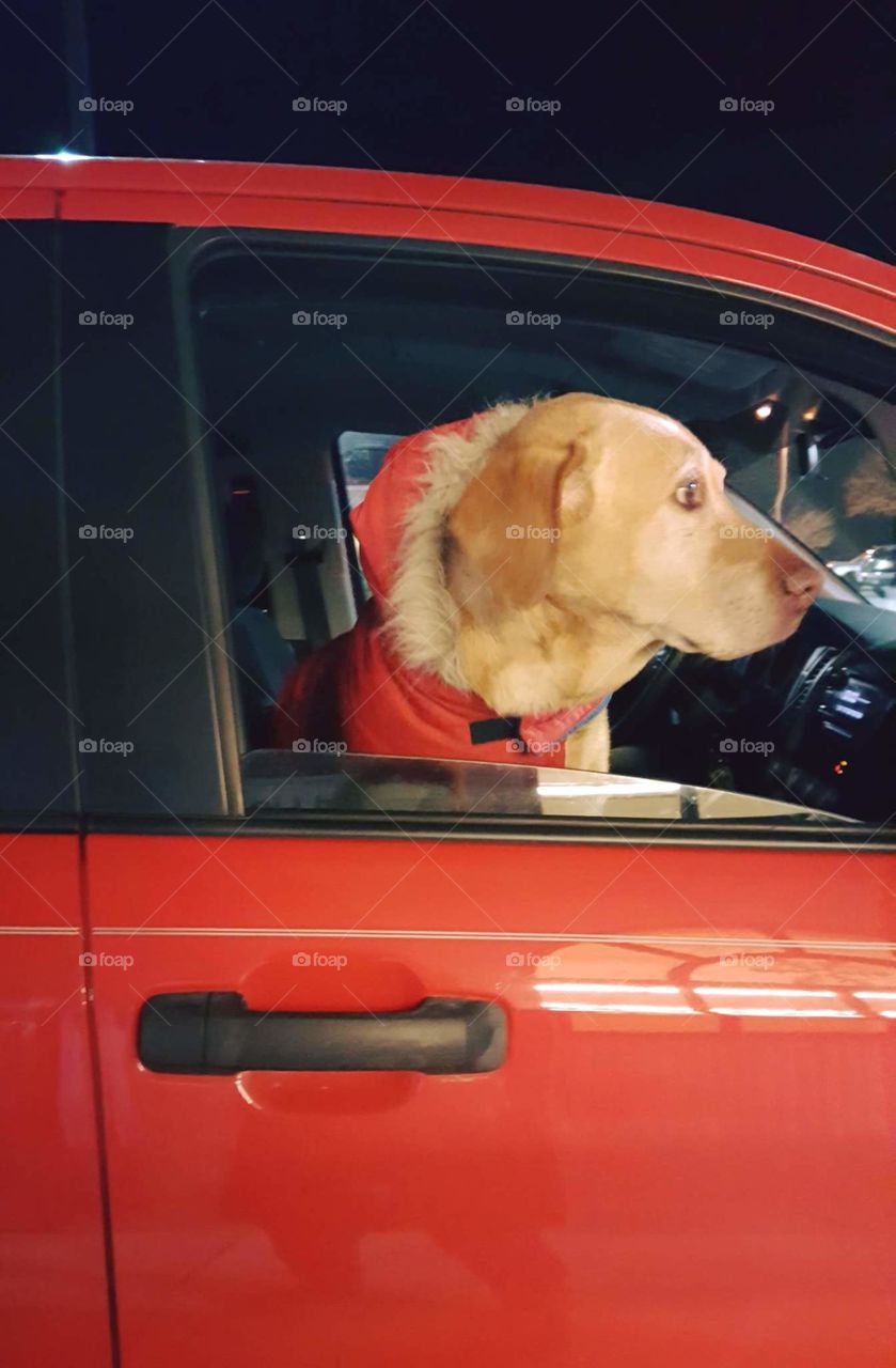 jack the yellow lab in his winter coat driving in truck