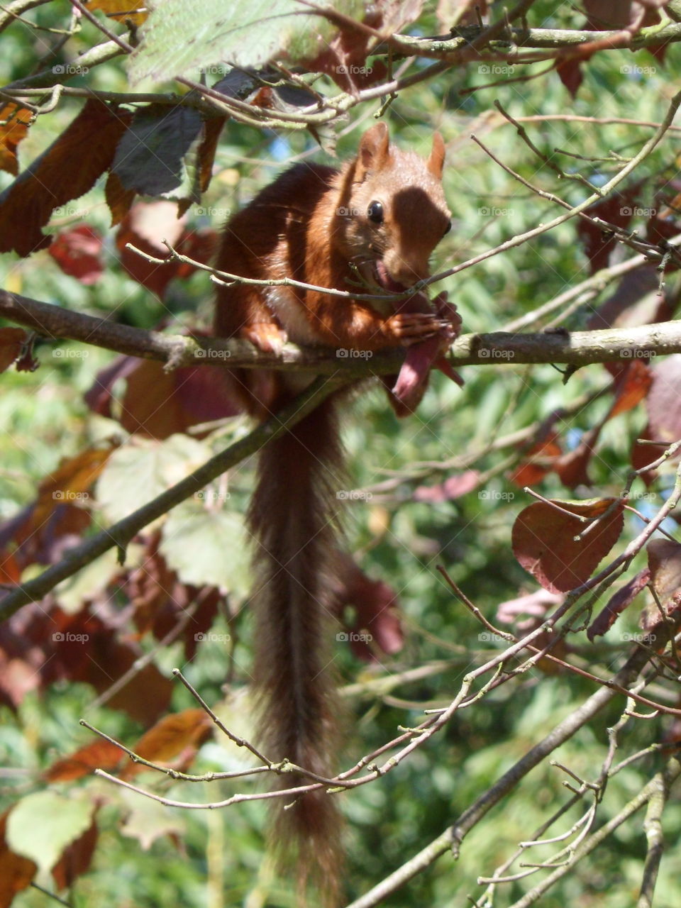 Squirrel eating in France