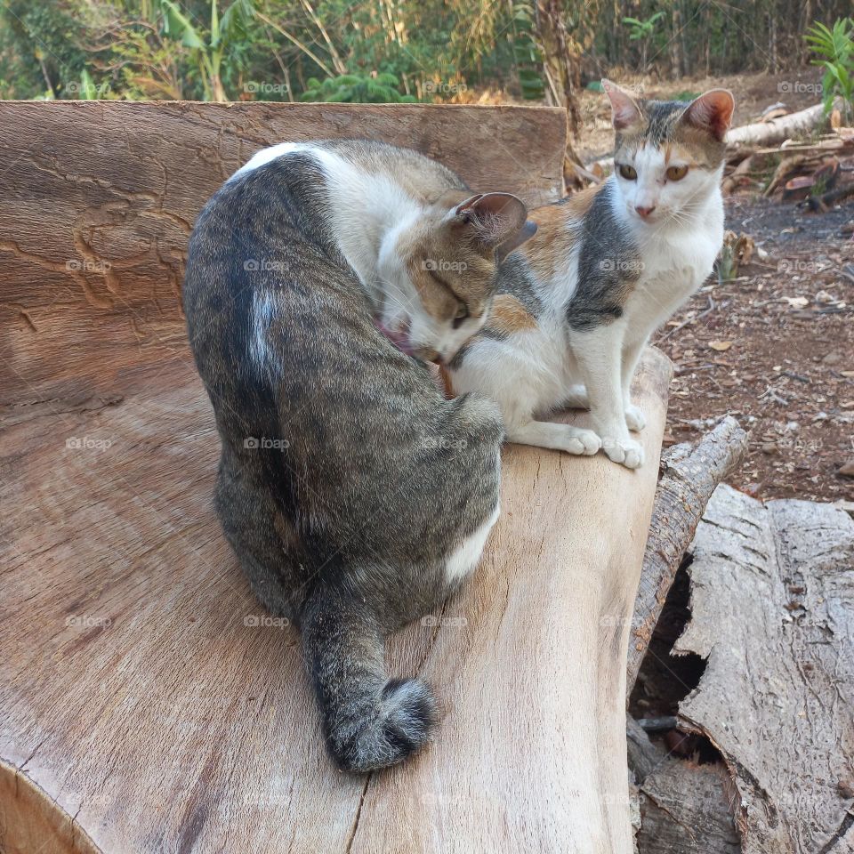 Beautiful cat sitting on a piece of wood