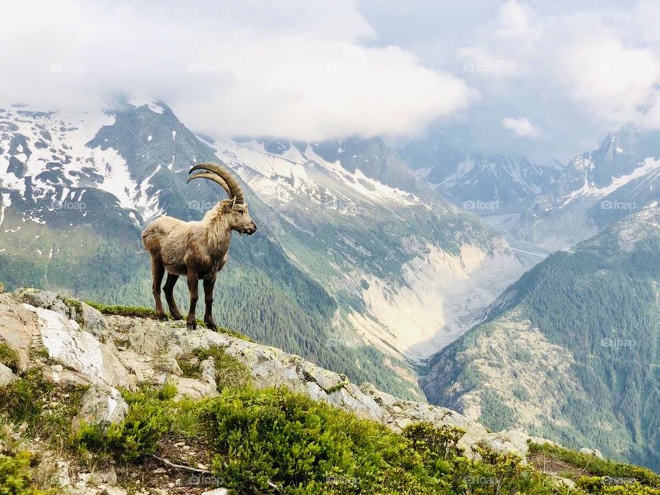 Ibex and mountains 