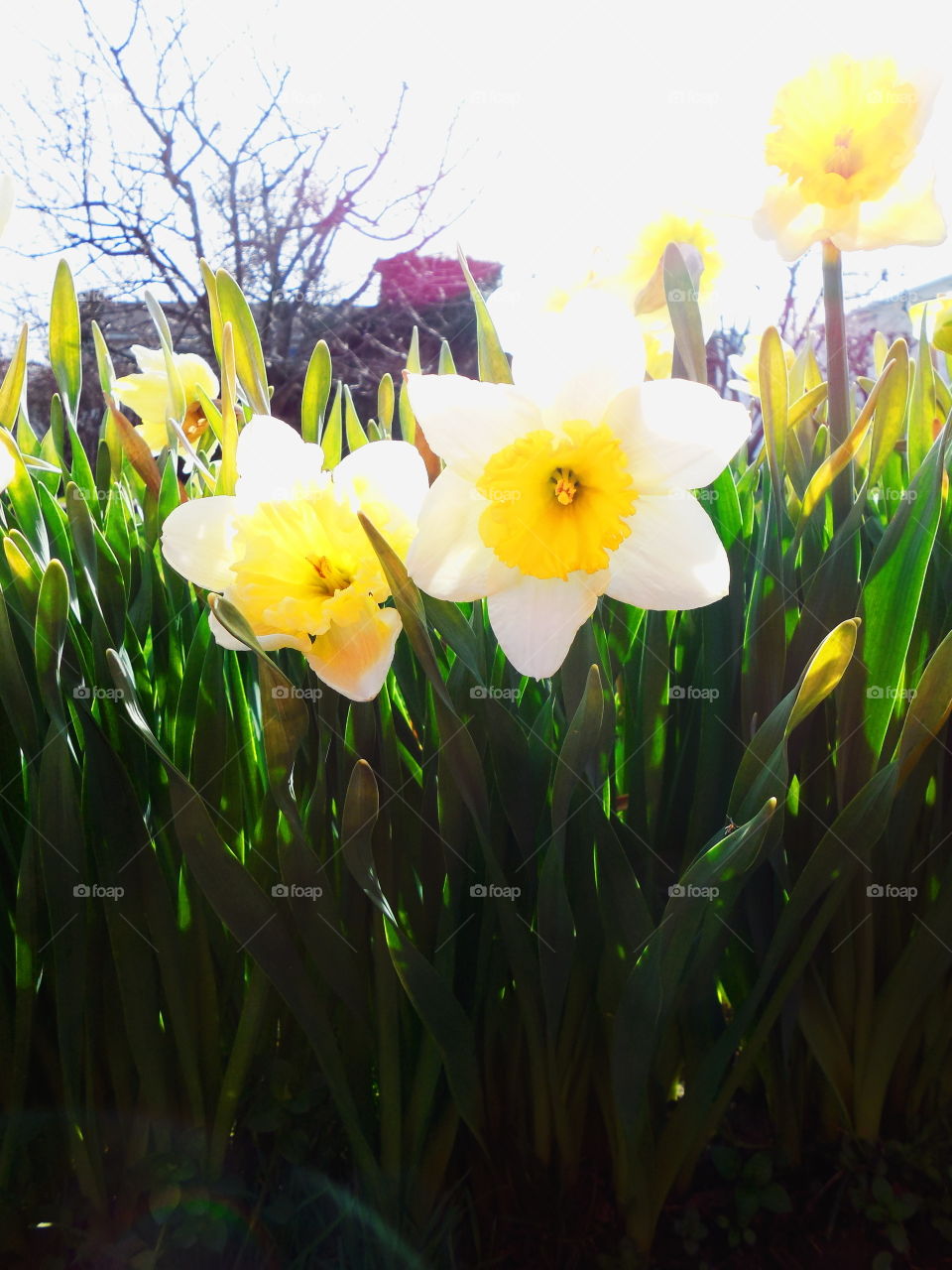 Daffodils