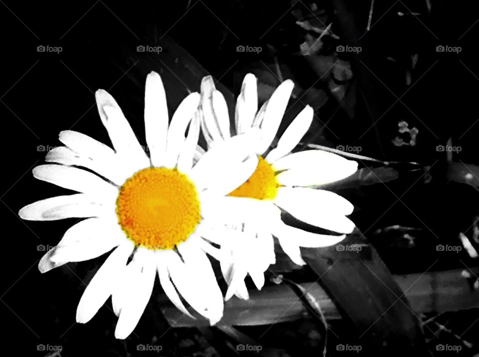 Don’t let anyone trample on your daisies....not even you🌼🌼🌼