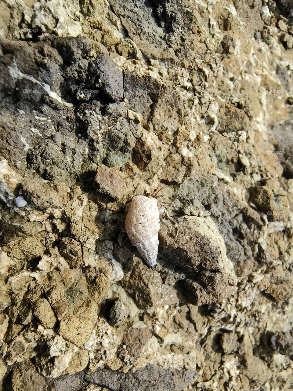 Hermit crab on a rock in the sea, closeup of photo