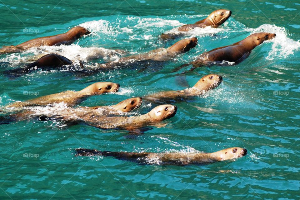 Stellar sea lions playing off of Glacier Island Alaska