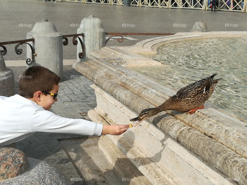 a Vatican duck is hungry