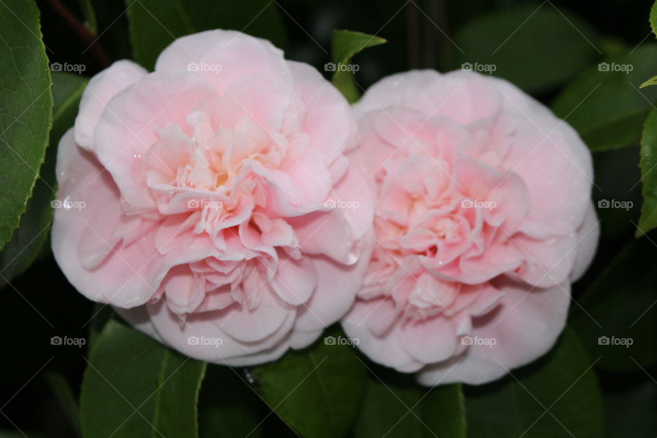 dual pink camellia