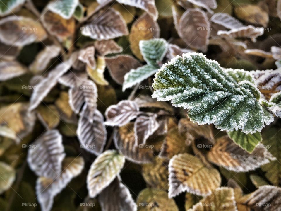 Frozen leaves