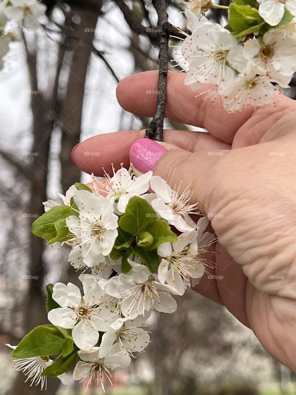 Branch with beautiful white blossoms 