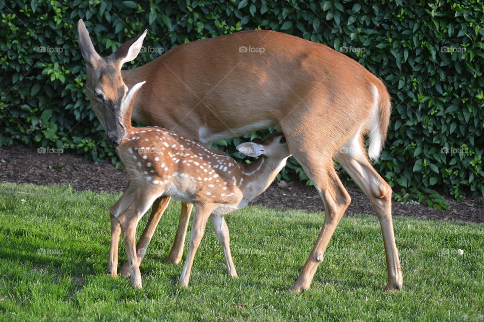 Baby deer Nursing 