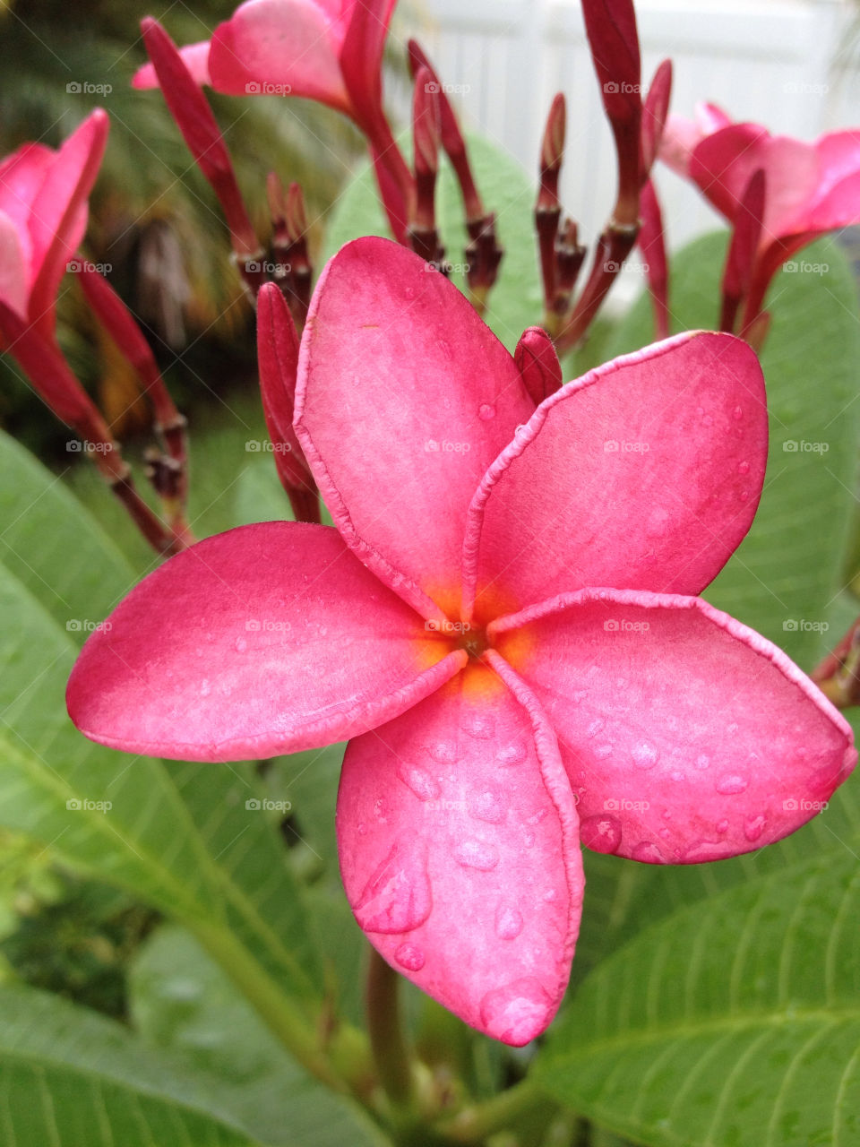 bahamas garden pink flower by larissa.darville