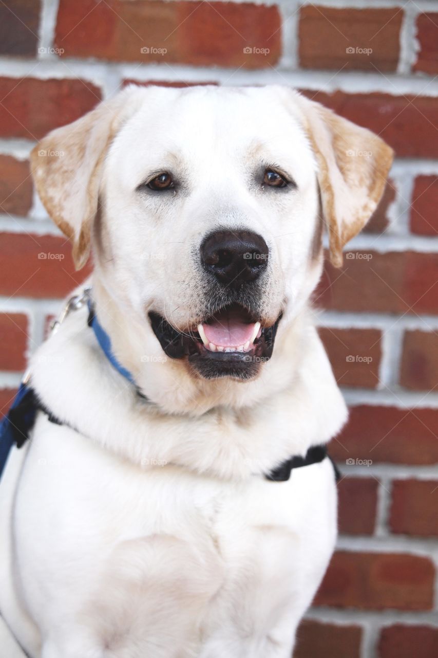 This "puppy," Hennessy, is training to be a service dog! He was only a year old in this photo.