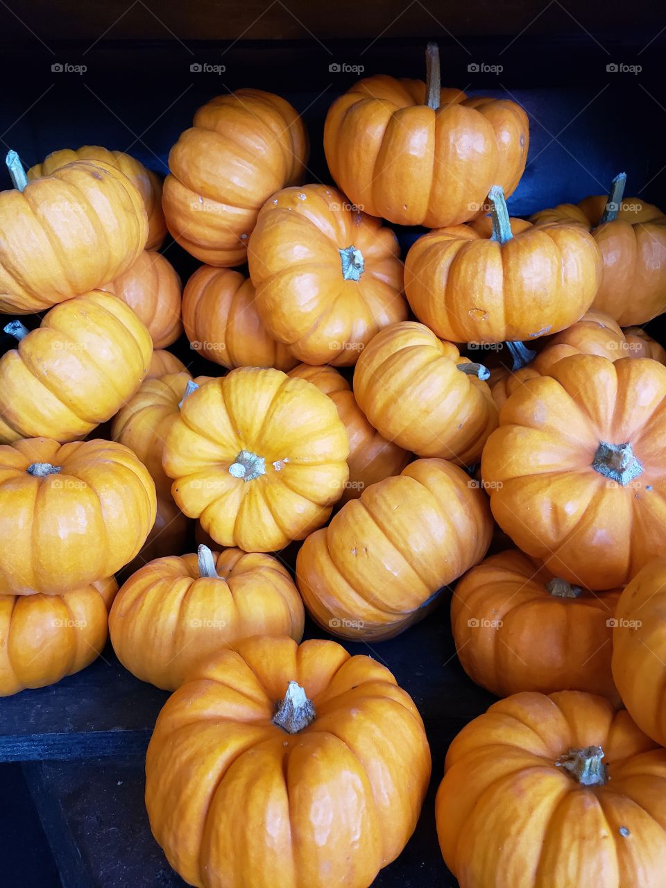 pumpkins