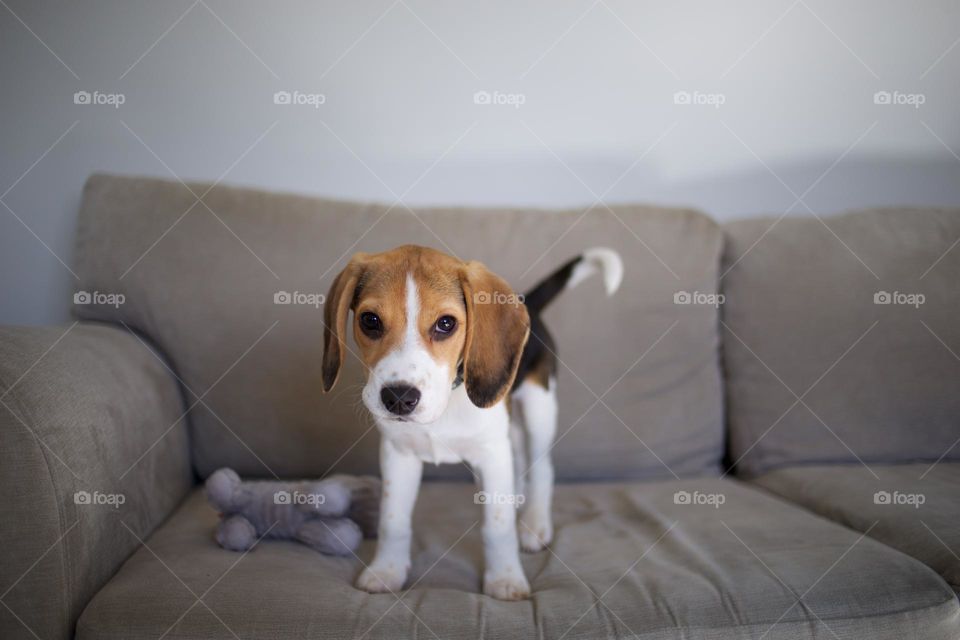 Puppy beagle dog