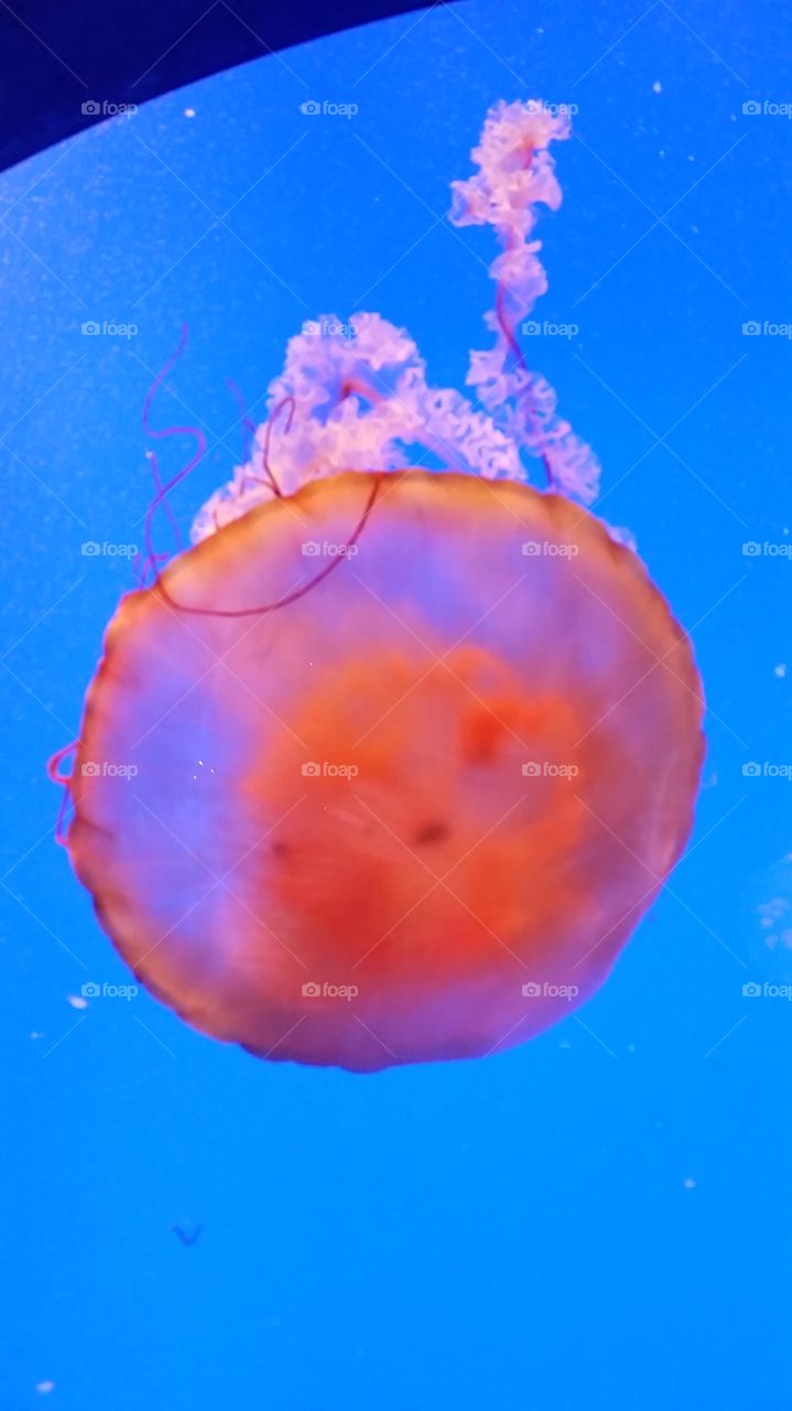 wonder of jellyfish
