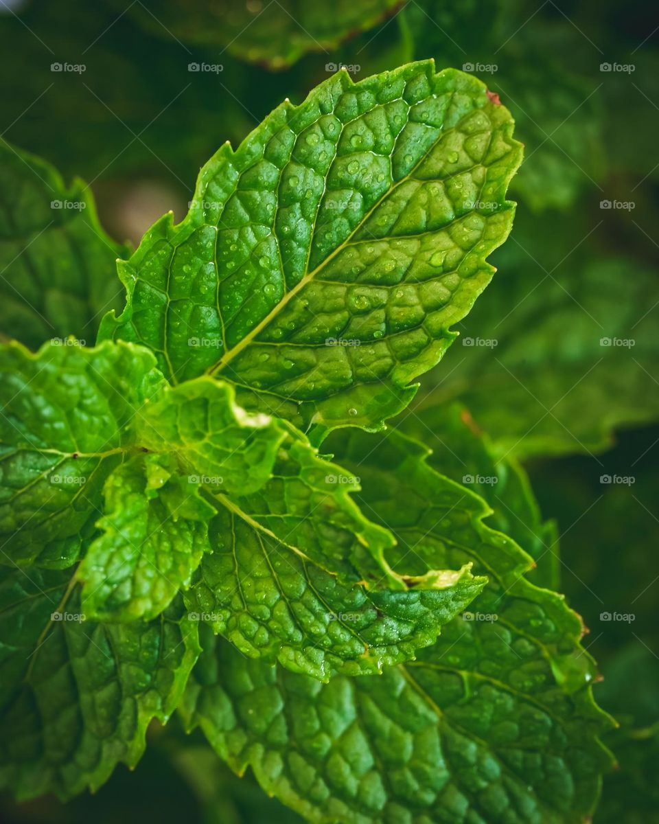 Fresh mint leaves, herb shot 