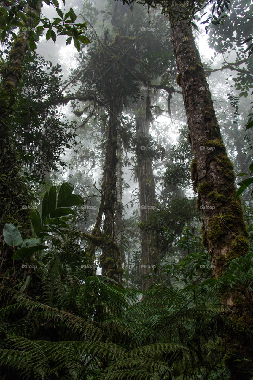 Picture of a foggy forest that looks like the Jurassic Park.