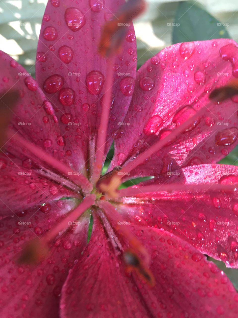 Took a close up of this day lily just after a rain we had last week so you could see the droplets.