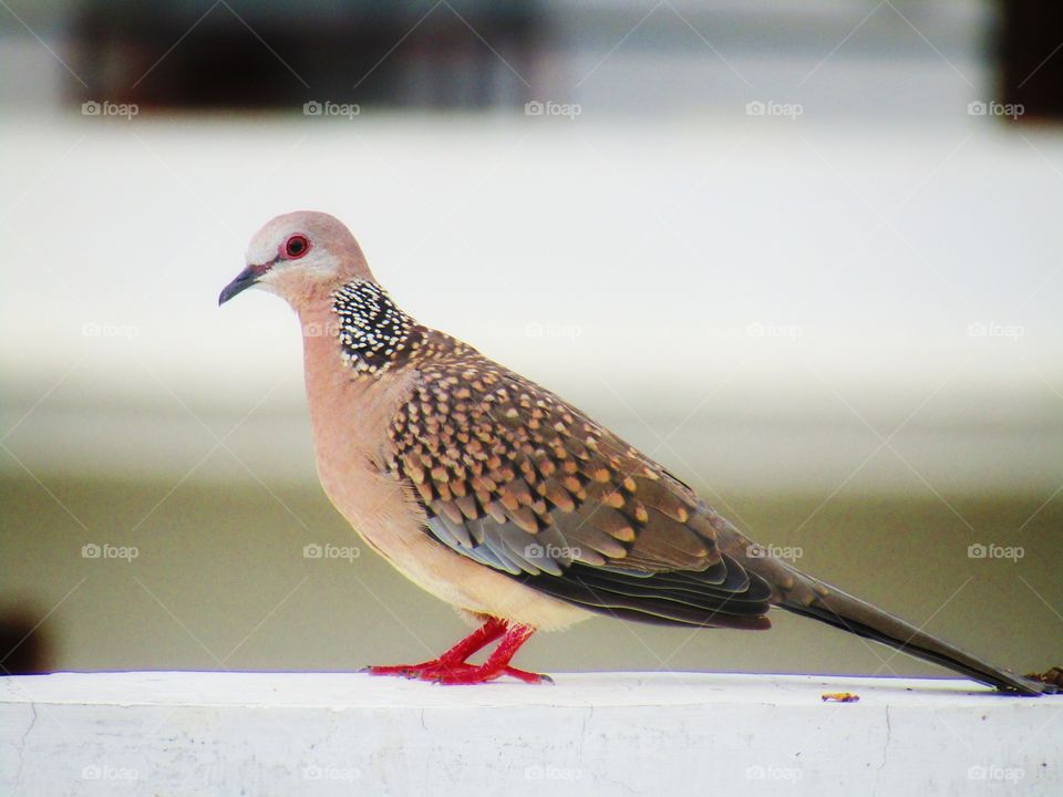 The spotted dove or (spilopelia chinensis) or mountain dove or pearl-necked dove or lace-necked dove or spotted turtle-dove.