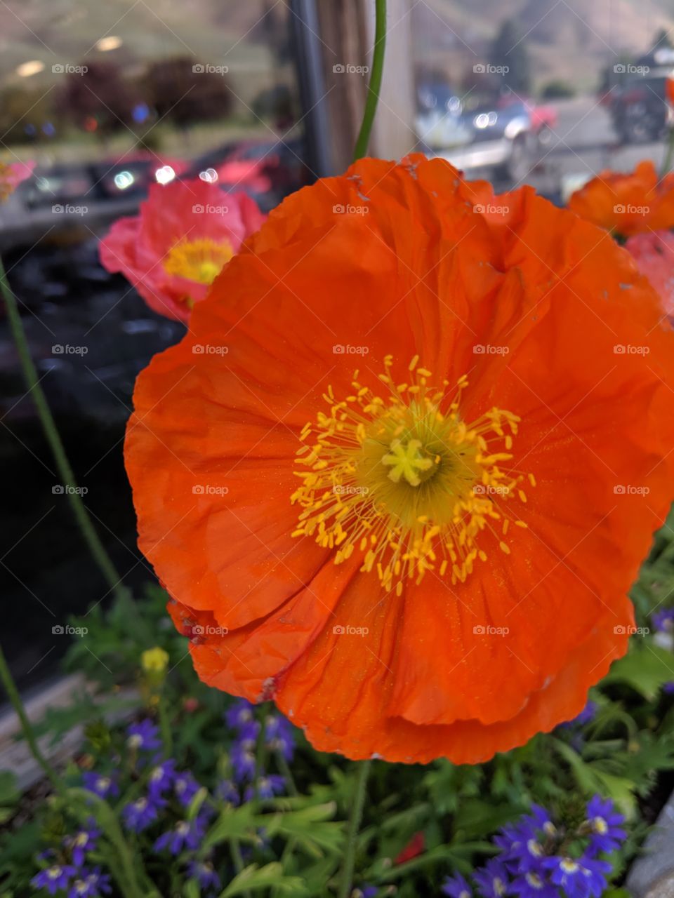 beautiful Flowers in Hailey,Utah