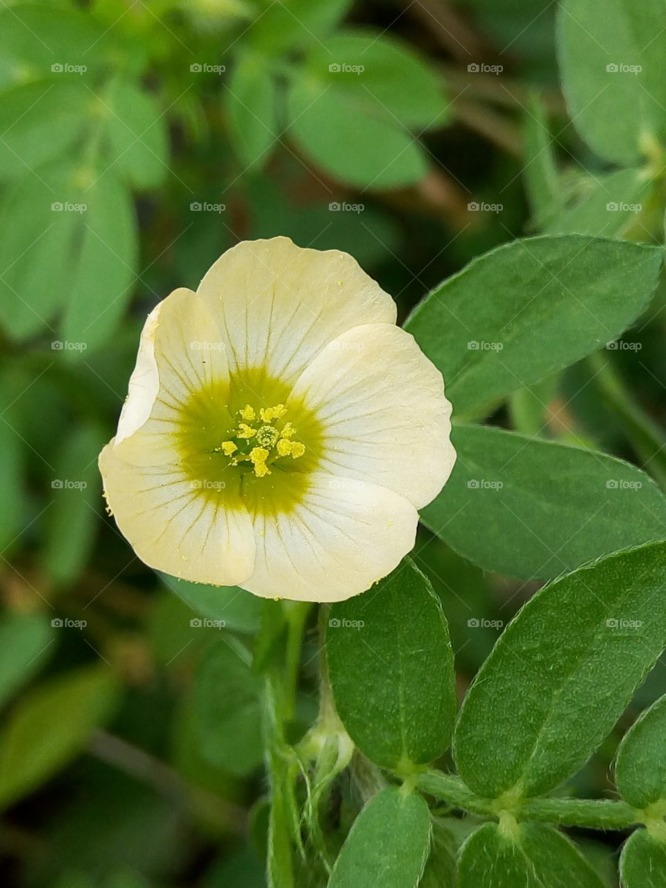 yellow green tropical petal