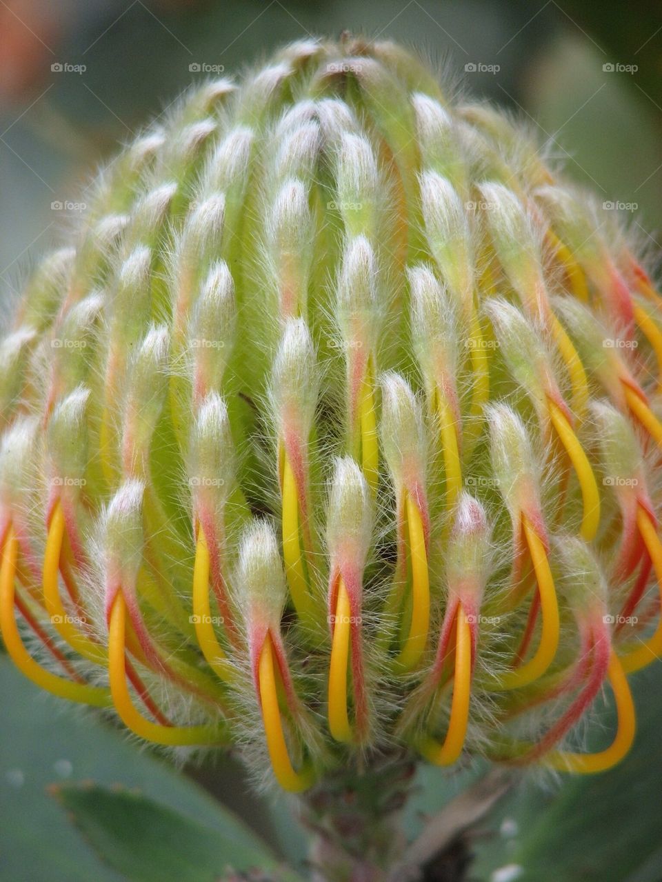 Close-up of a flower