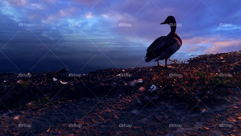 Rear view of dusk at seaside during sunset