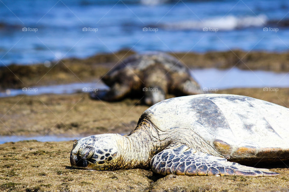Sea turtles sunning in kailua-kona hawaii