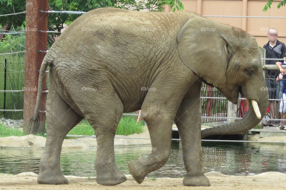 Baby elephant at the zoo!