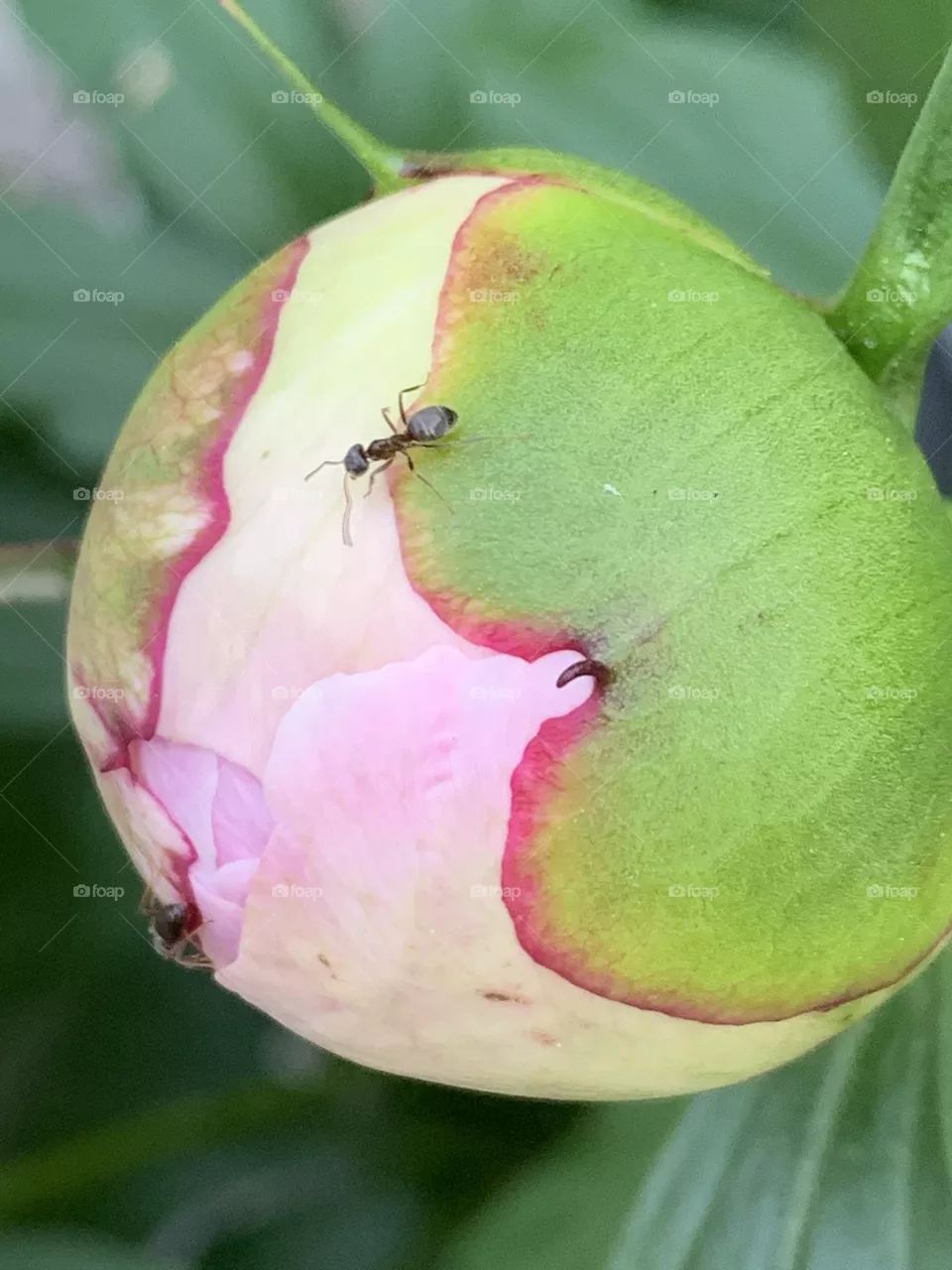 An ant on peony bud, Nordic summer