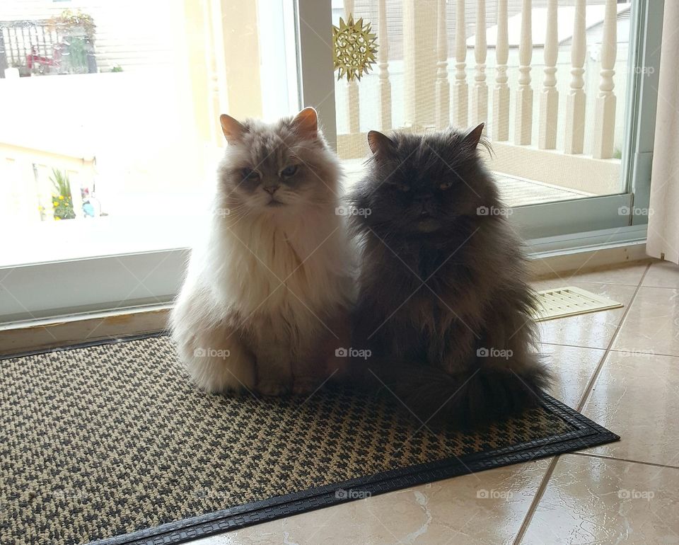 Fluffy cats